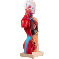 Human Body Anatomy Model 15 Parts 11 Inch with Removable Organs - Image 8