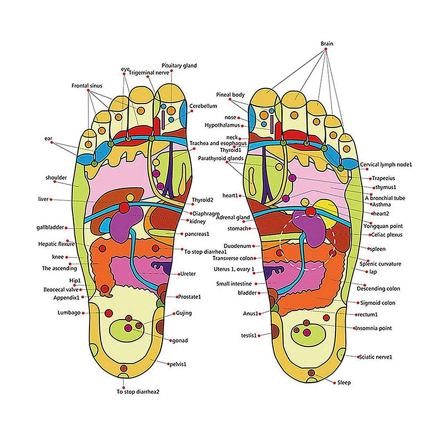 Accu Paduka Magnetic Acupressure Slippers, Unisex - Image 4