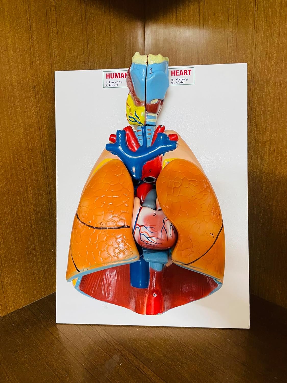 Human Lungs and Heart Anatomy Model with Larynx - Image 7
